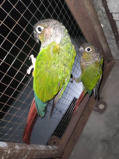 green chick conure beautiful parrot
