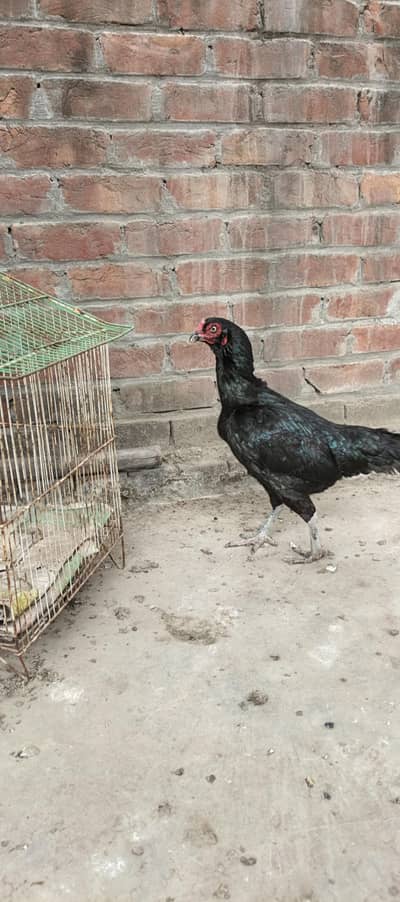 3 pure black aseel murgya  for sale