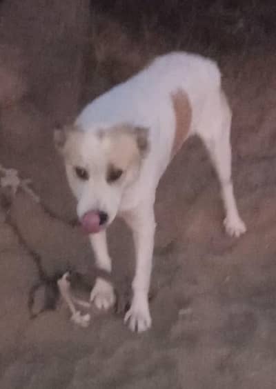 pathani dog sale and exchange katha dog Sa price 30 hzr