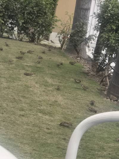 Driver with family required