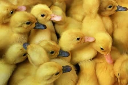 ducklings 450 per piece 900 pair