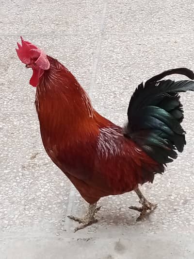 Desi Murgha Ghar Ka Pala Hua