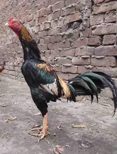 Mainwali  black sahwa 5000 ( 0370-6765290)