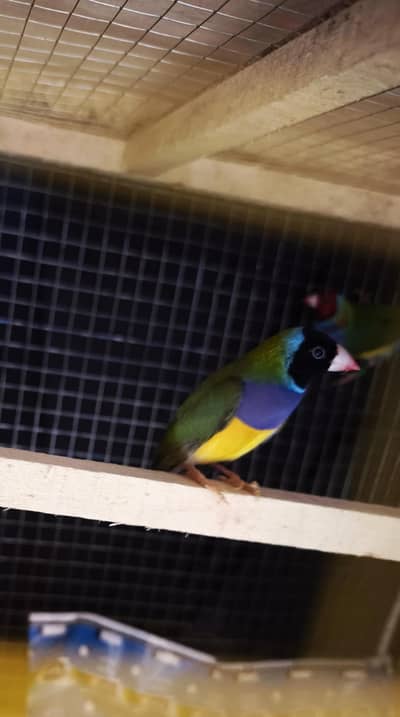 Gouldian finche male available 2500