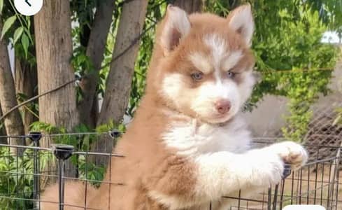 Siberian husky puppies 03425137217
