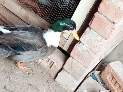 A duck