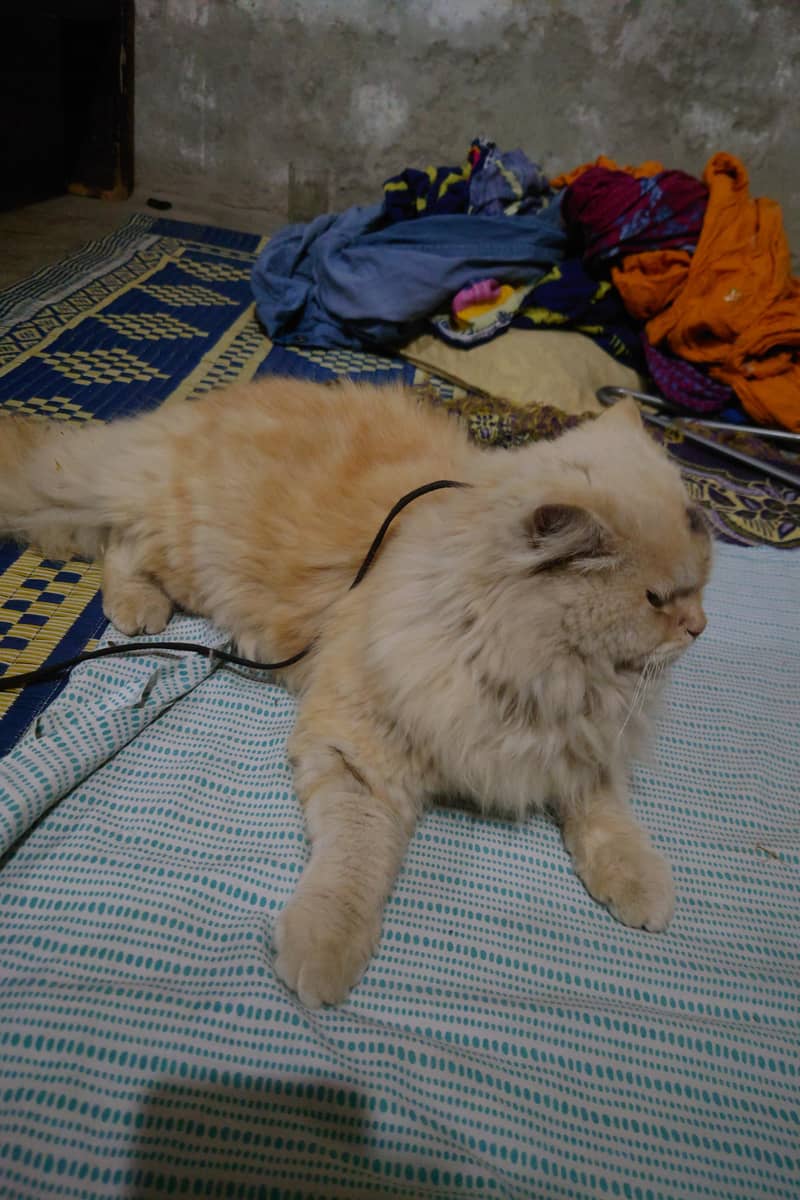 Persian male cat available for sale 1