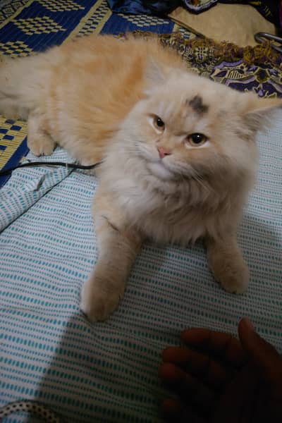 Persian male cat available for sale