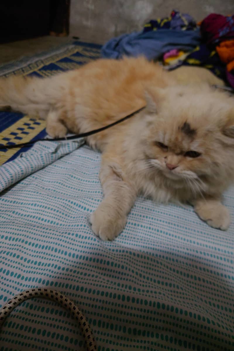 Persian male cat available for sale 2