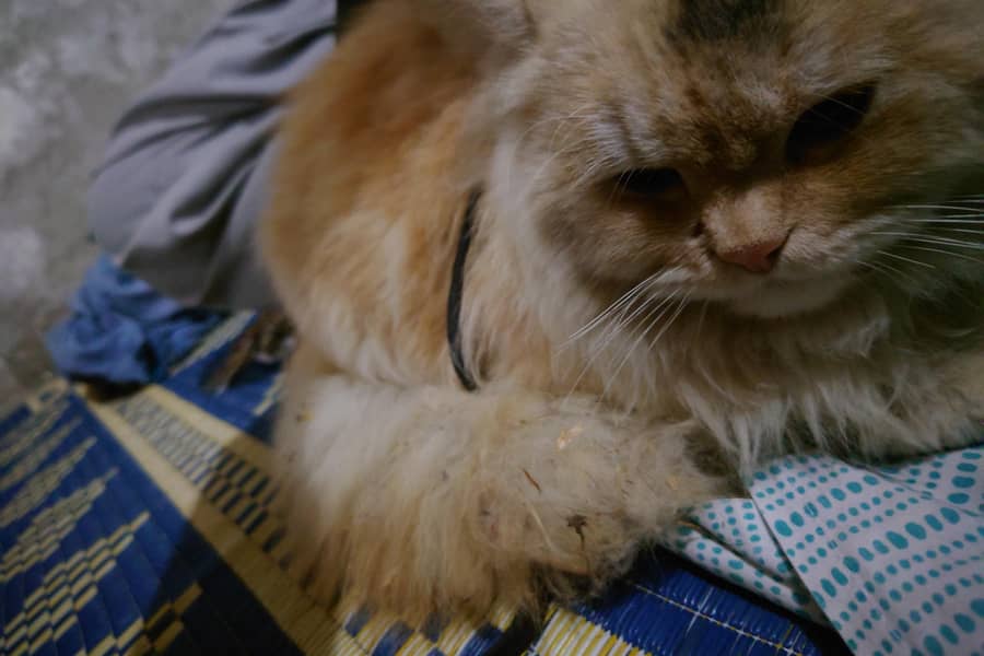 Persian male cat available for sale 3