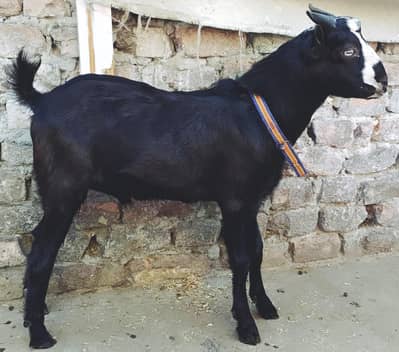 TEEDA  BAKRA  FOR SALE