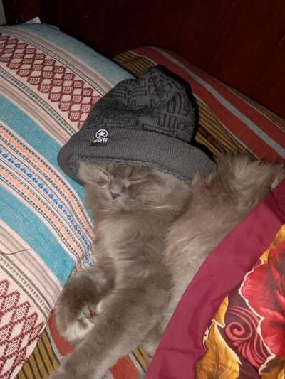 double cod Gary color