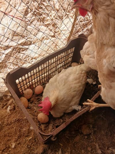 white sandy dasi eggs dany wali nayaab murgi for sale in chakwal