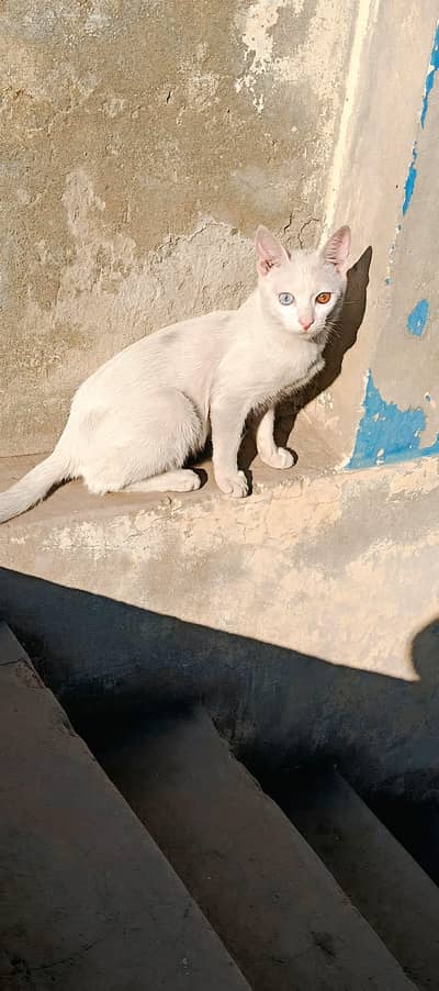 Turkish Angora Cat