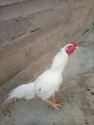 Aseel pair Paper white miawali old bloodline