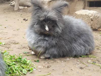 black English angora rabbit