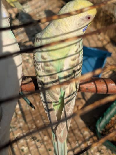 Budgries dun fellow pair for sale