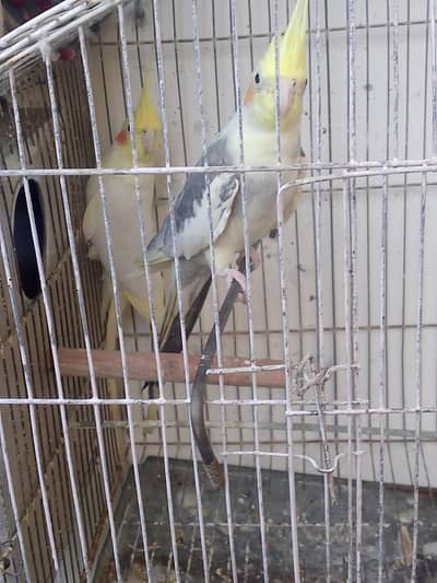 beautiful pair with red eyes and 2 time bread with babies I