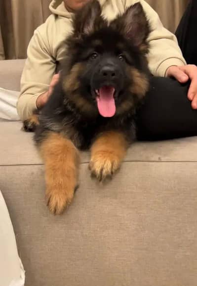 German Shepherd puppies 03425137217