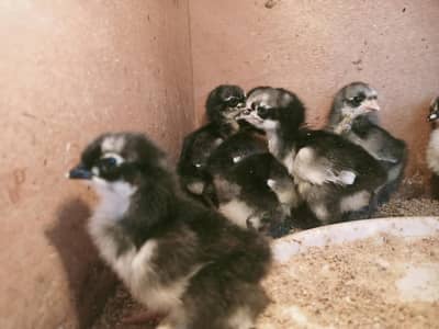 Australorp chiks