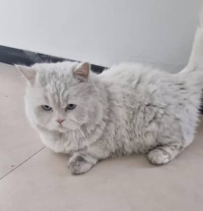 Persian Cat For Sale