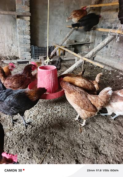 Anday wali murghi 1850 per piece