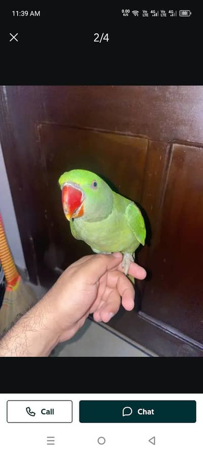 raw parrot female