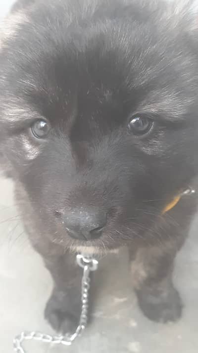 2 month afghan kucchi dog baby