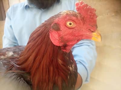 Aseel Jagiri patha white eye blue dora