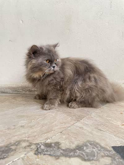 Punch face Persian female cat for sale
