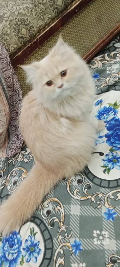 Snow cream Persian Cat Available