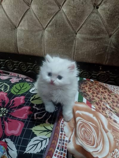 triple for OD eyes later box train simple white  WhatsApp 03 008419251