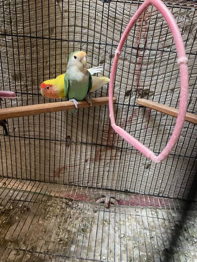 Lovebirds breeder pair for sale
