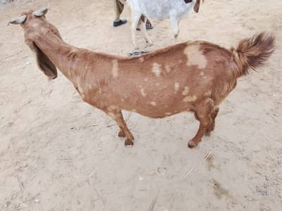 original Sindhi ajriky bakri