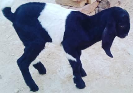 Goat baby Male
