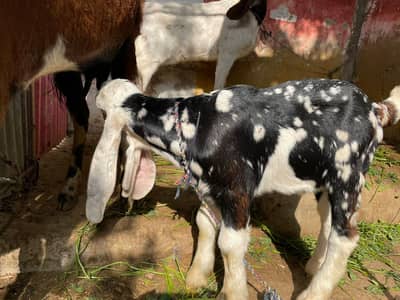 Mashallah bakra he colour full