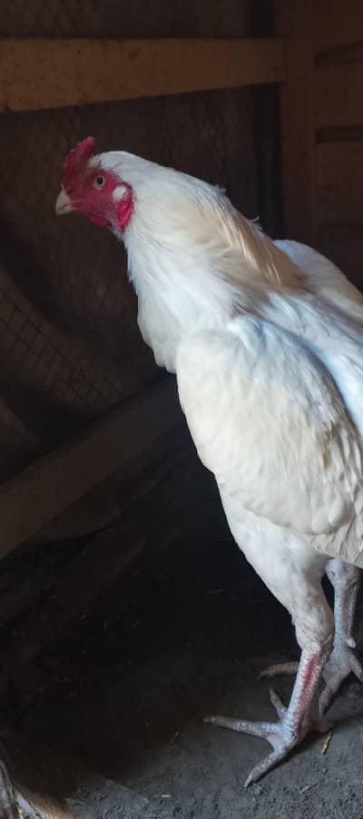 aseel heera paper white male for sale
