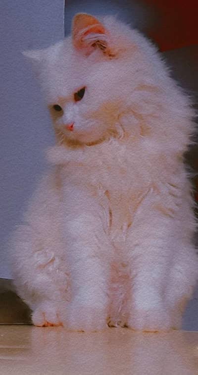 Persian Semi Punch male Cat