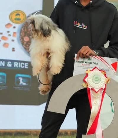 proper team male grain white colour shihtzu confirm breed male