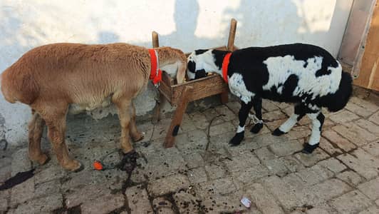 Turkey and balkhi dumba