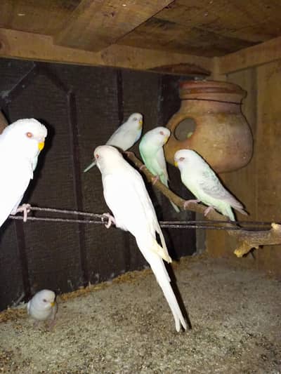 White Red Eye Australian Budgie Aseel Hen Heera