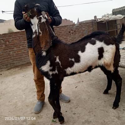 Beetal bakra