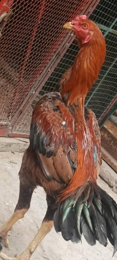 aseel murga long hight w8 tkriban 3 sy 4 kilo hoga