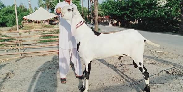 Desi Bakra for sale +03291198926
