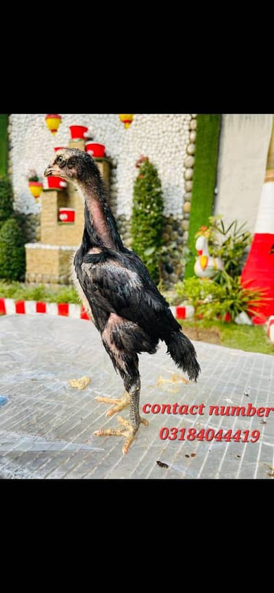 pure white shamo pure black shamo and pure coco shamo chicks