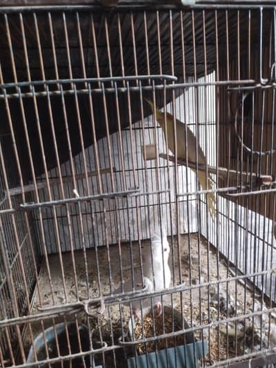 4 Jodi love bird ke 2 Jodi cocktail pura setup sale ande bacche sare