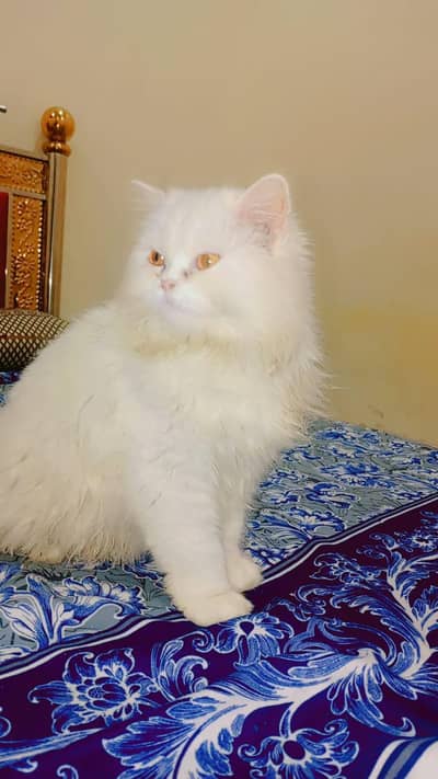 cat white contact number03494541688