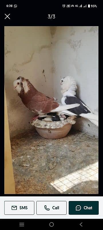 Old Dutch  Pigeons |  kabotar | کبوتر | Pigeons for sale