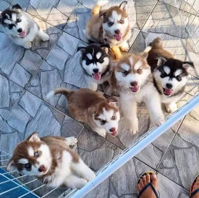 Siberian husky puppy urgent sale