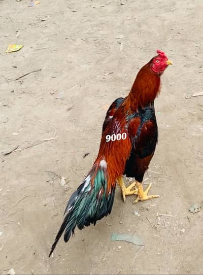 Top class Aseel miyawali